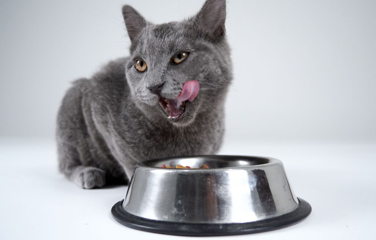 Prava hrana za vašu mačku – Kako odabrati