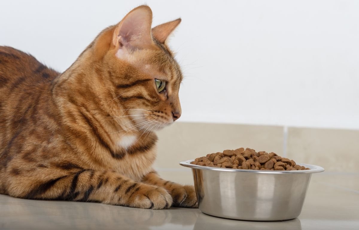 Suva Hrana za Mačke – Prednosti i Mane koje Treba da Znate