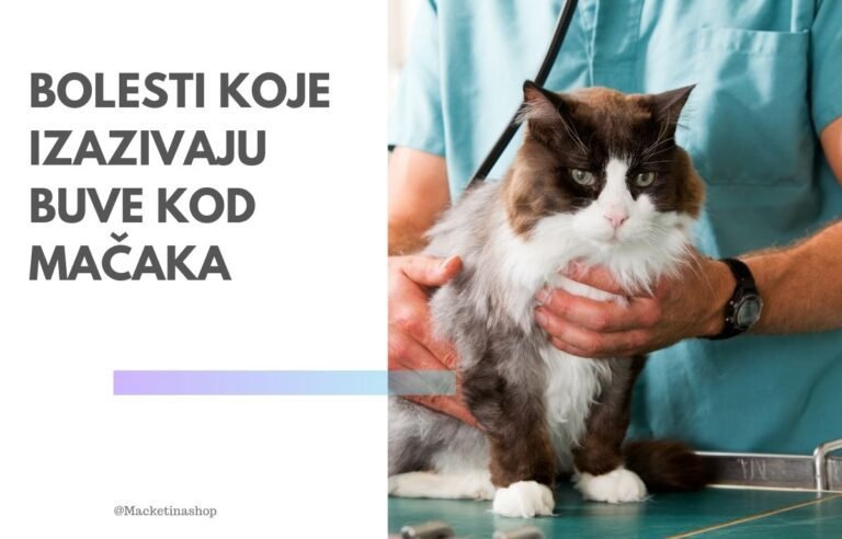 Bolesti koje izazivaju buve kod mačaka
