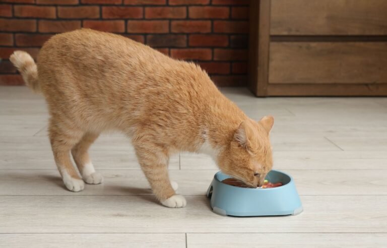 Ishrana mačaka – da li hranite mačku na pravi način dok jede iz posude