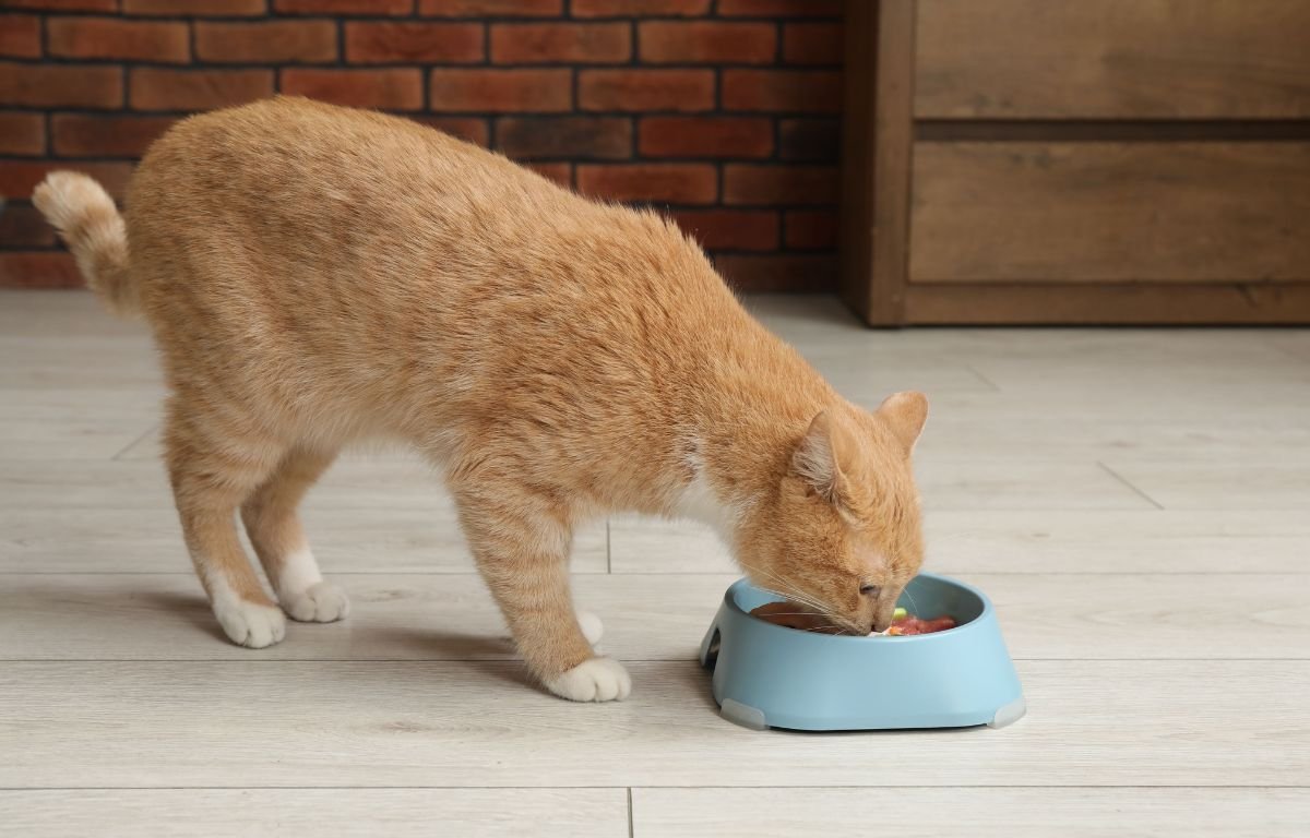 Ishrana mačaka – Da li hranite mačku na pravi način