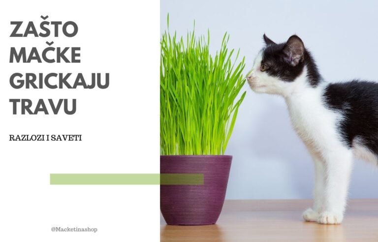 Zašto mačke grickaju travu