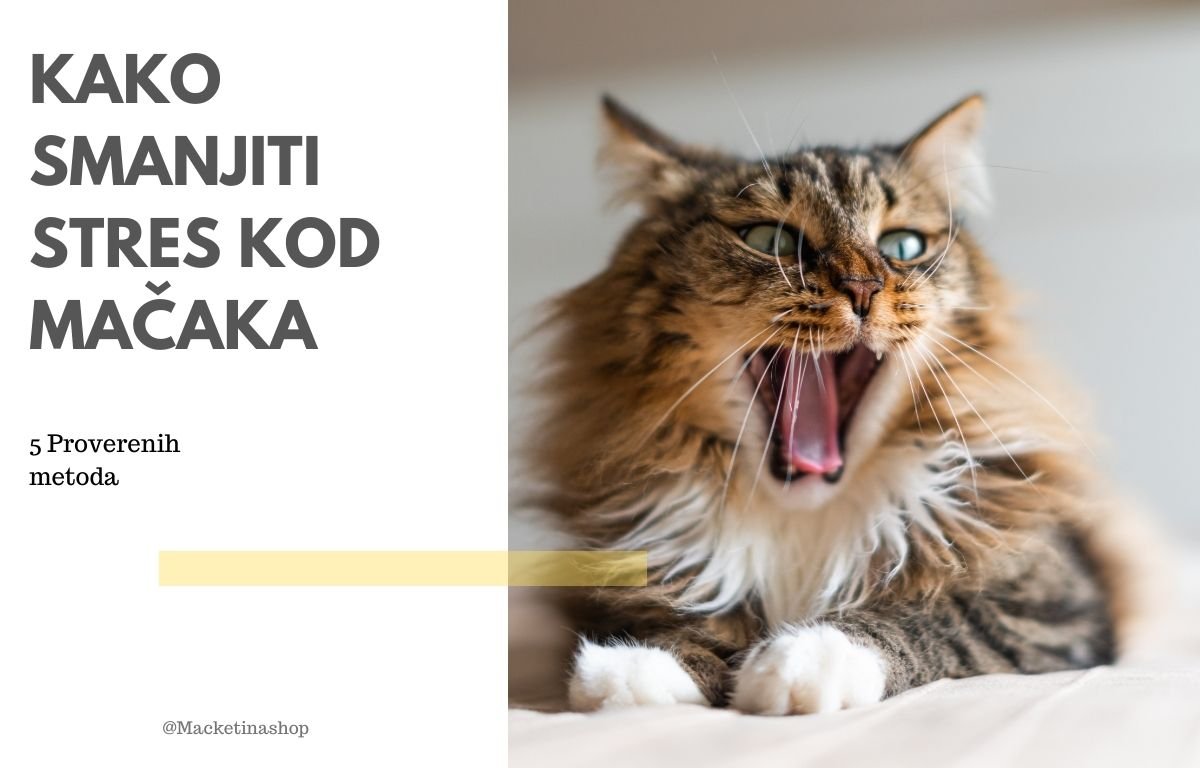 Kako Smanjiti Stres Kod Mačaka