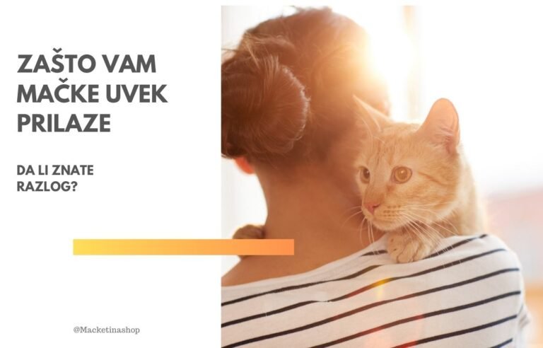 zašto vam mačke uvek prilaze