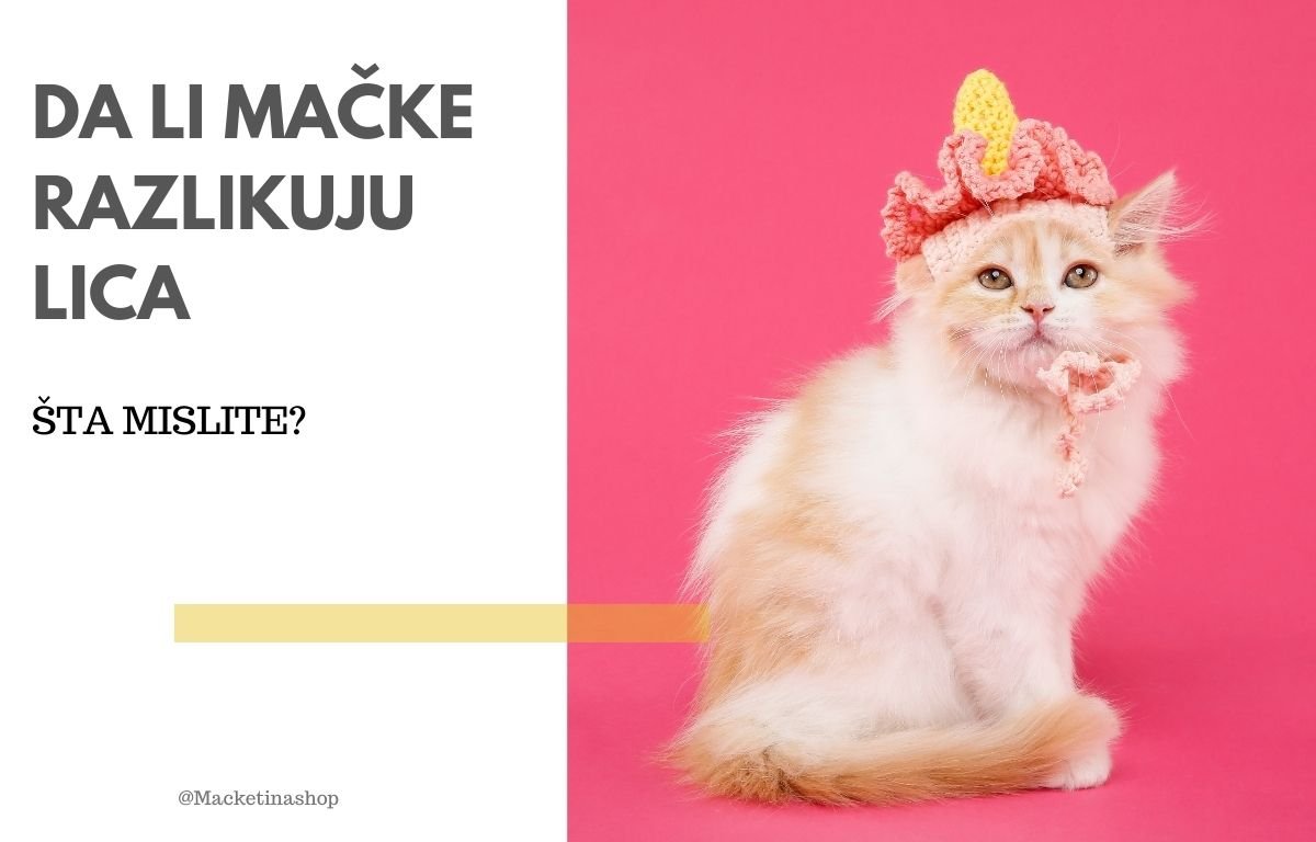 da li mačke razlikuju lica