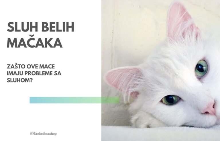 sluh belih mačaka
