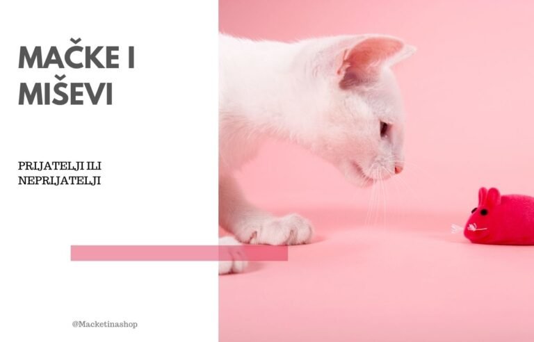 mačke i miševi