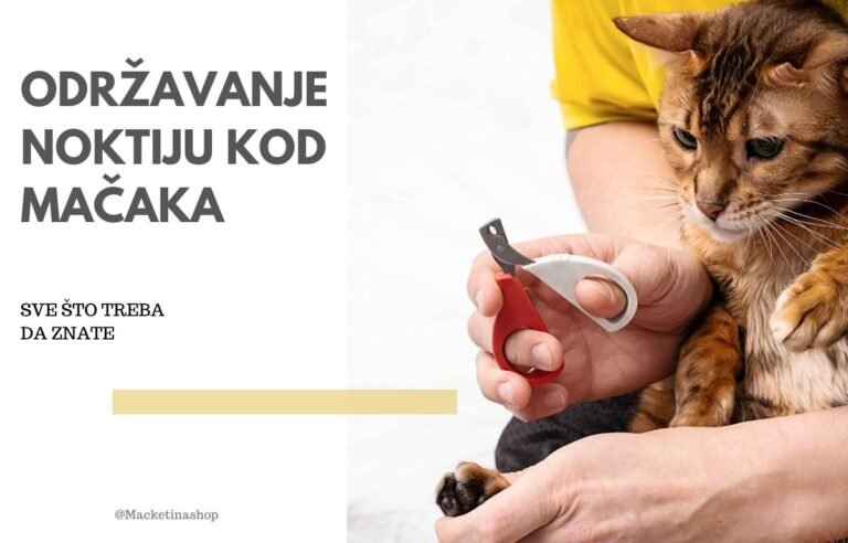 održavanje noktiju kod mačaka