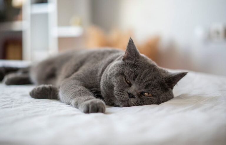 Mačka spava na vašem krevetu – siva mačka odmara na krevetu vlasnika u spavaćoj sobi