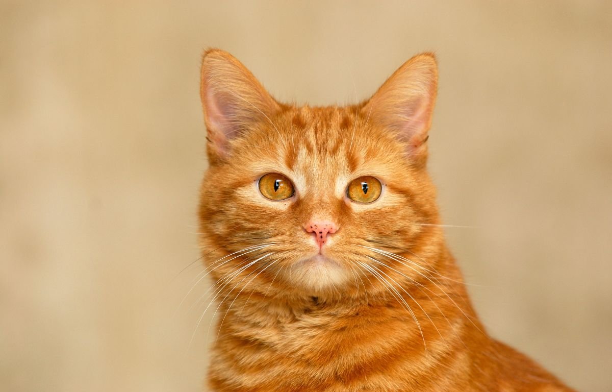 Žute mačke donose sreću –  Tvoj lični talisman sreće