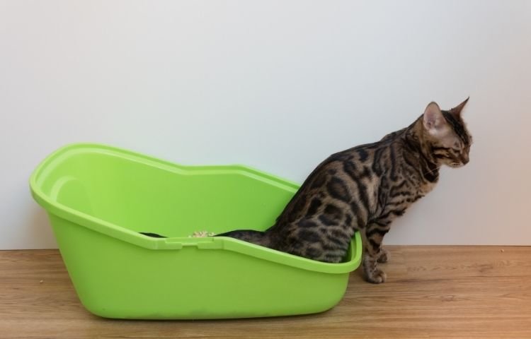 Prskanje mačora urinom