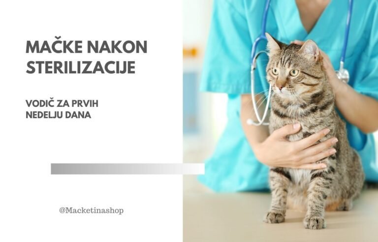 Mačke nakon sterilizacije