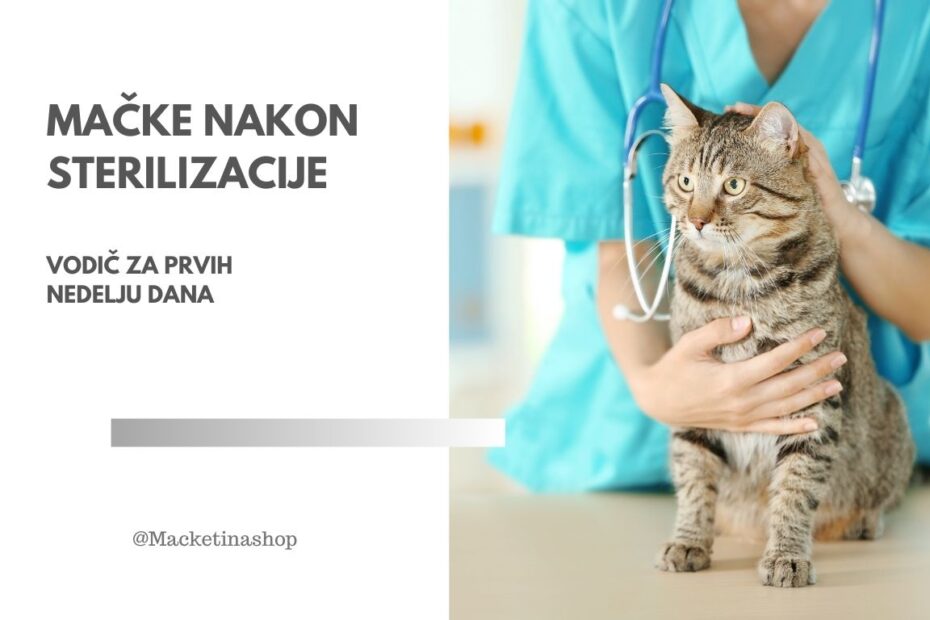 Mačke nakon sterilizacije