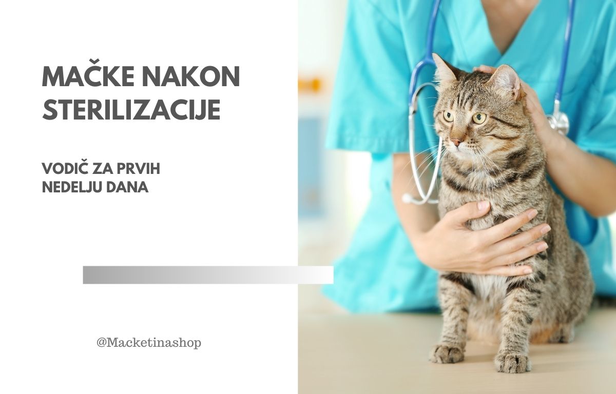 Mačke Nakon Sterilizacije – Vodič za Prvih Nedelju Dana