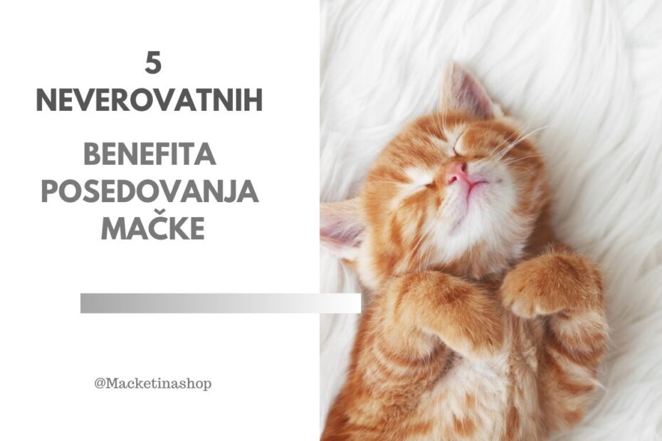 5 neverovatnih benefita posedovanja mačke