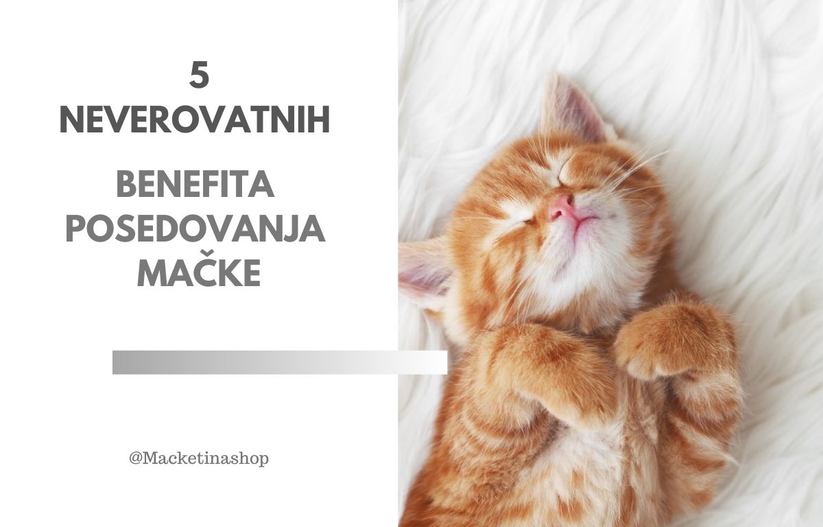 5 Neverovatnih Benefita Posedovanja Mačke