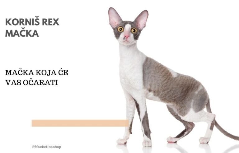 Korniš rex