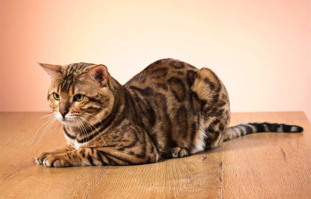 Bengalska mačka