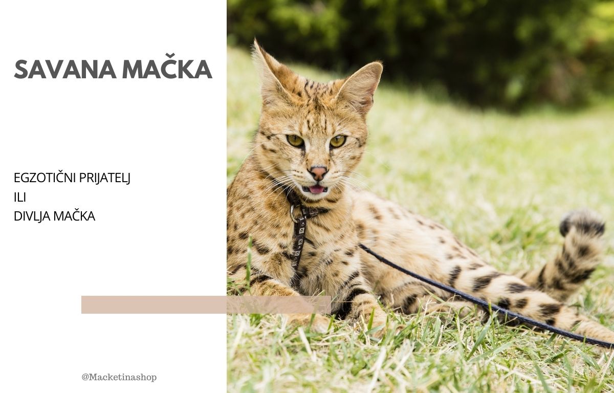 Savana mačka – Sve što treba da znate