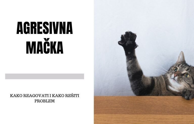 Agresivna mačka