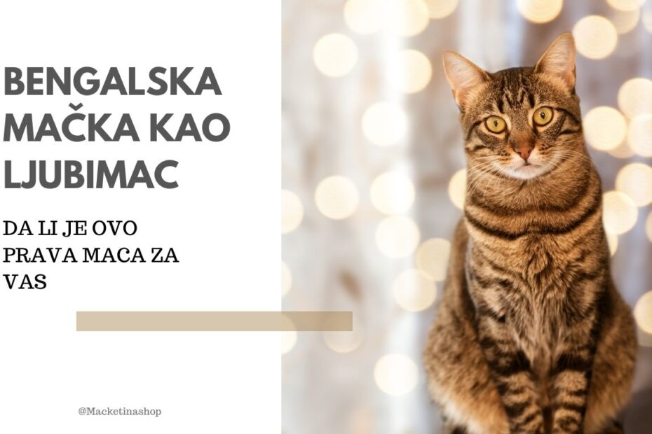 Bengalska mačka