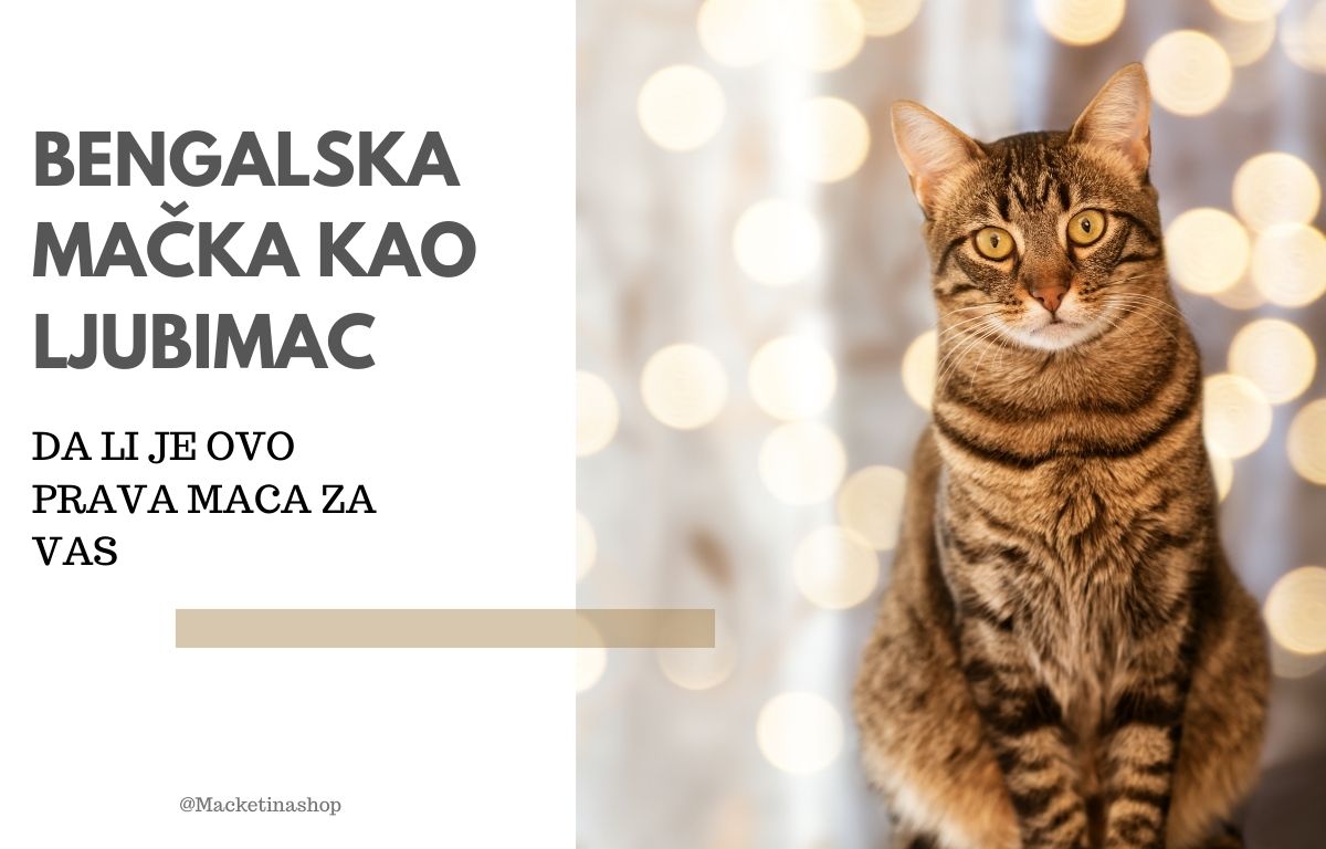 Bengalska Mačka kao Ljubimac – Da li je ovo Prava Maca za Vas