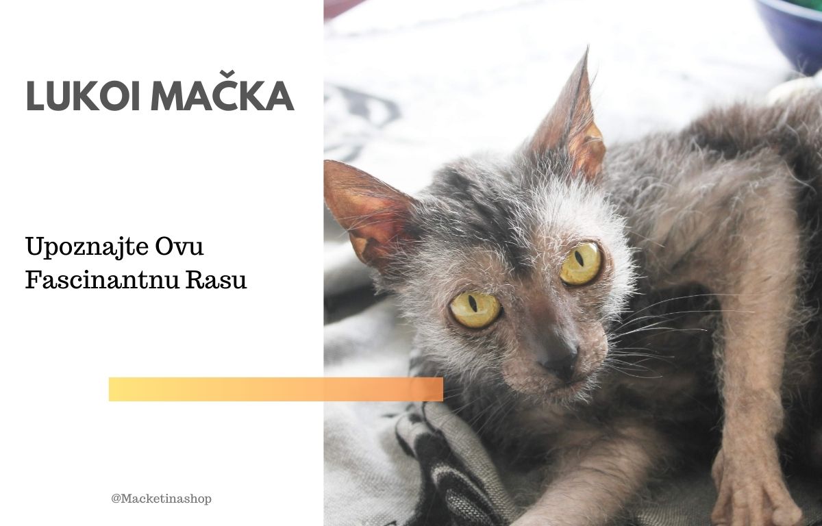 Lukoi Mačka – Upoznajte Ovu Fascinantnu Rasu