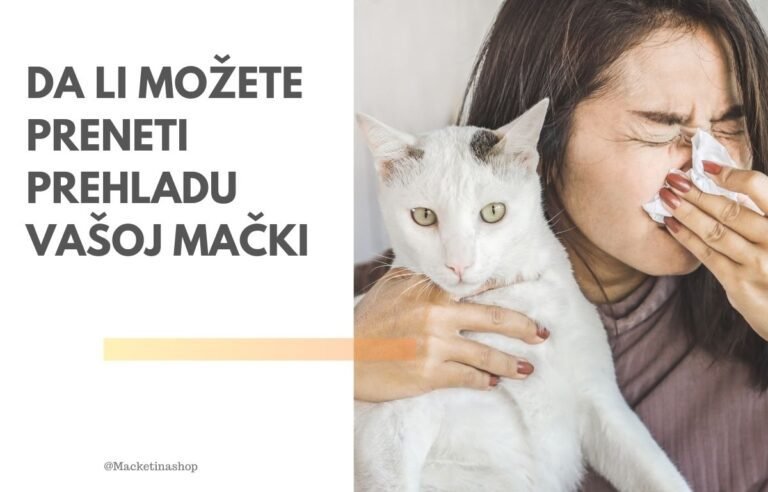 Da li možete preneti prehladu vašoj mački