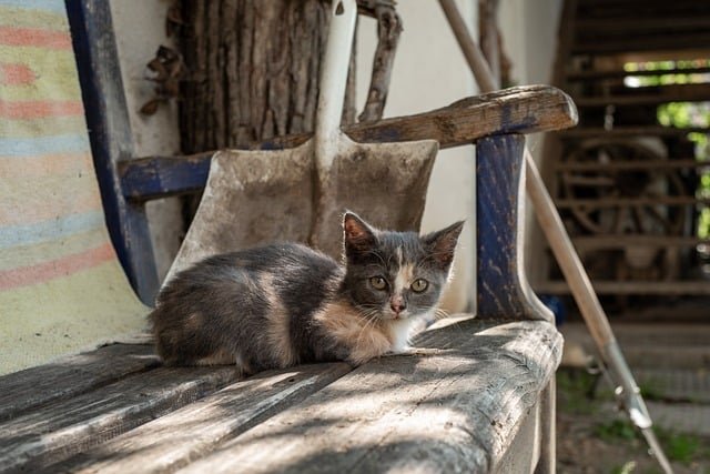 5 neverovatnih benefita posedovanja mačke