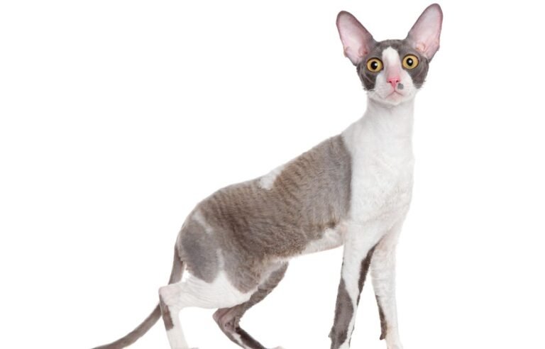 Korniš rex mačka sa kratkom talasastom dlakom i velikim ušima – Korniš rex