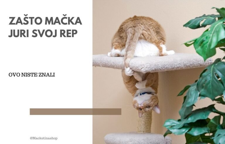 mačka juri svoj rep