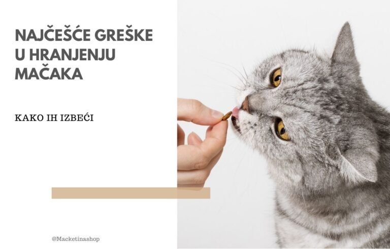 najčešće greške u hranjenju mačaka