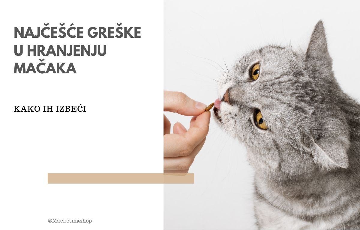 Najčešće Greške u Hranjenju Mačaka