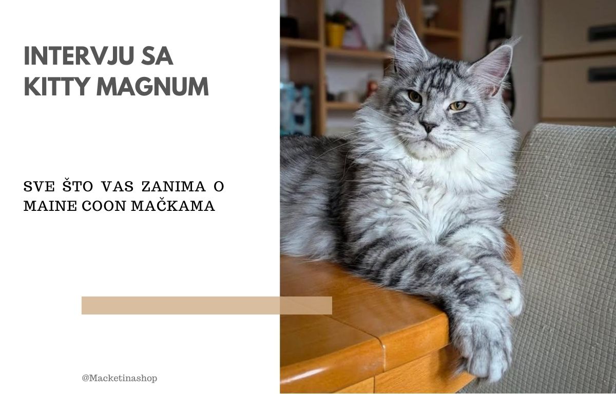 Kitty Magnum – Sve o Maine Coon Mačkama