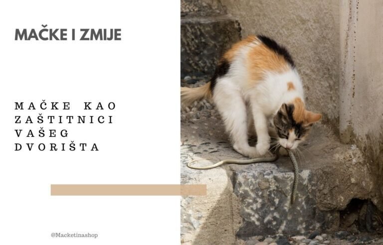 Mačke i zmije – Mačke kao zaštitnici vašeg dvorišta