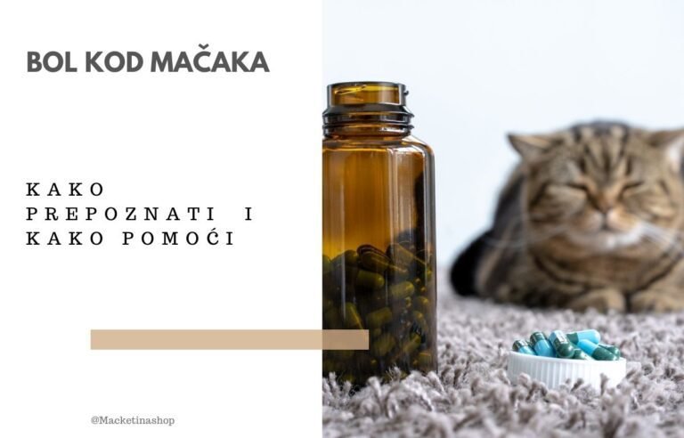 Bol kod mačaka