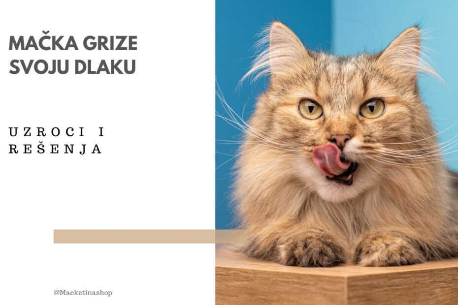 Mačka grize svoju dlaku