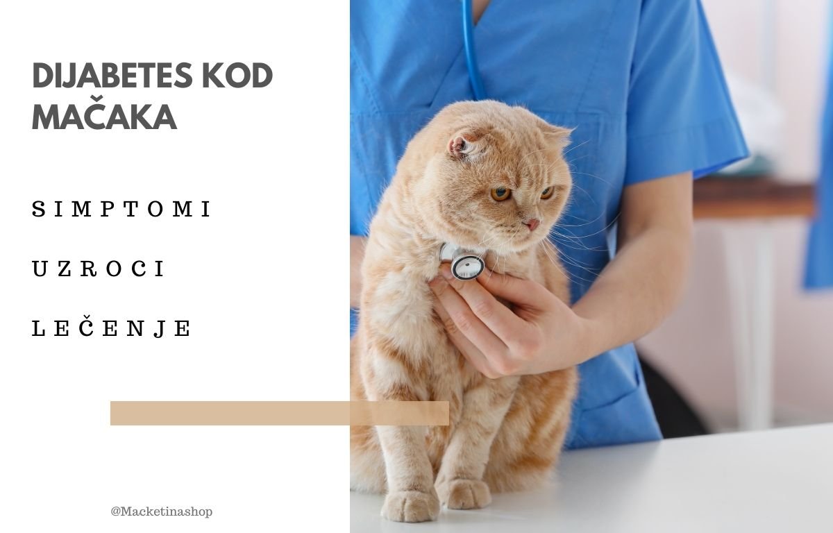 Dijabetes kod mačaka