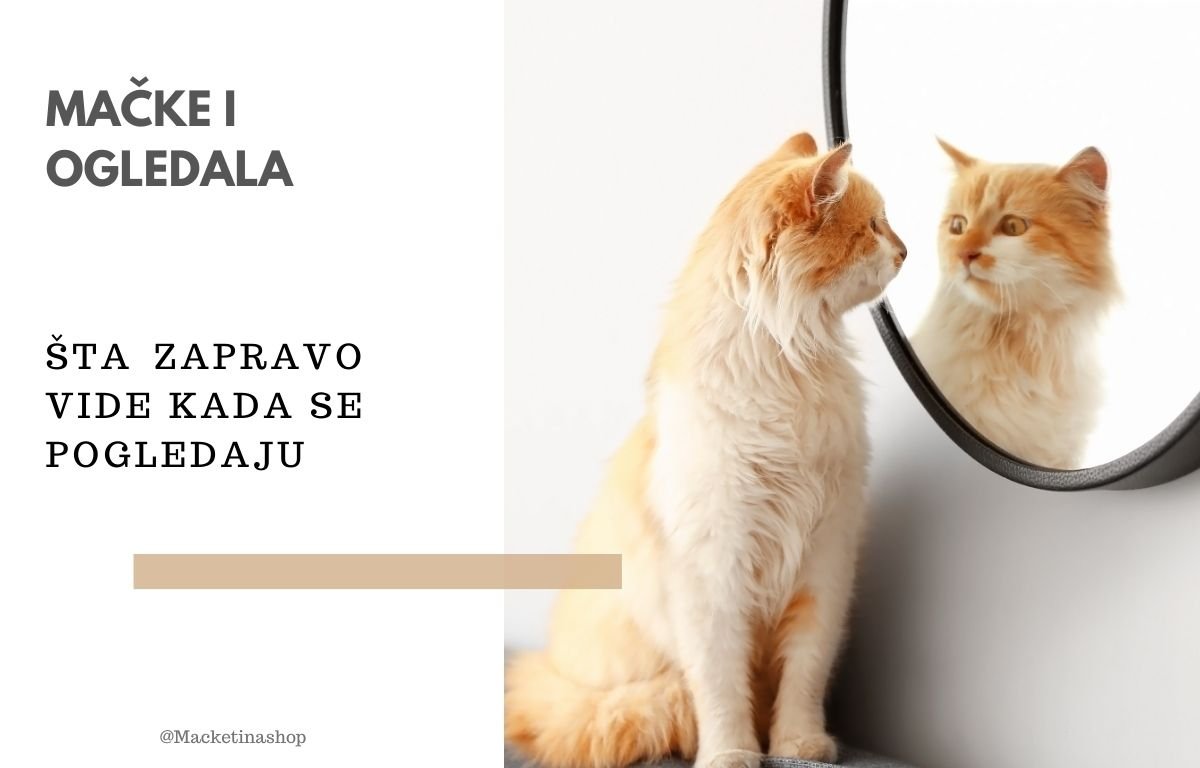 Mačke i ogledala