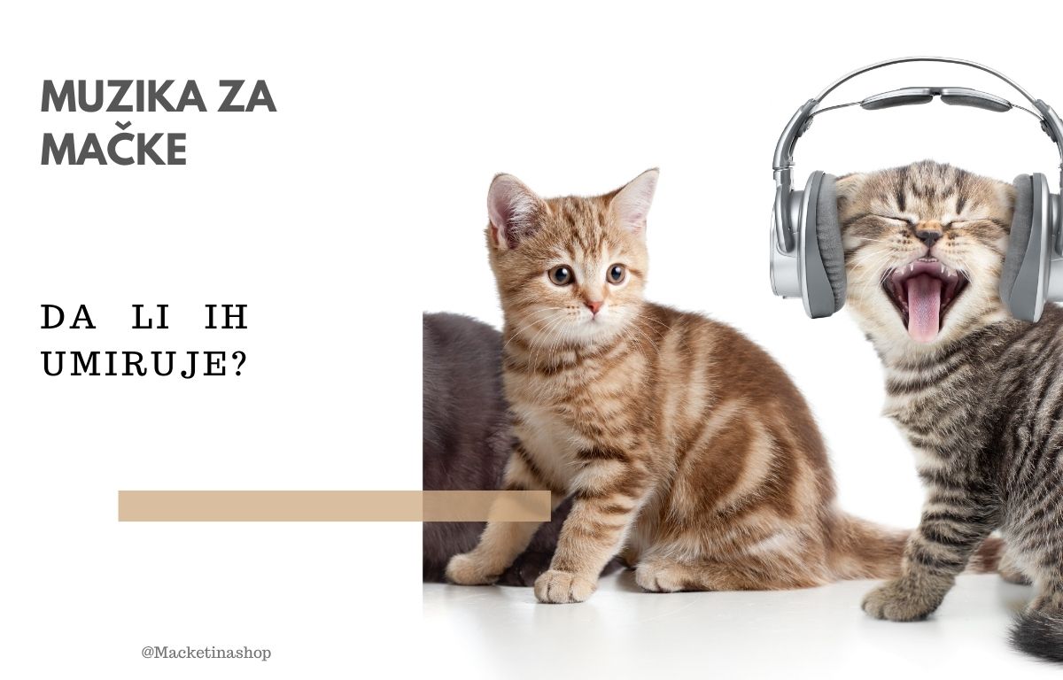 Muzika za mačke – Istraživanja pokazuju da ih umiruje!