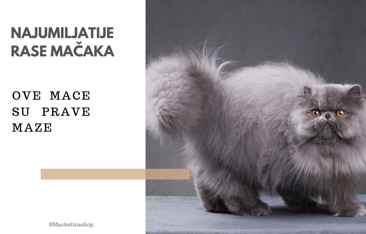 Najumiljatije rase mačaka