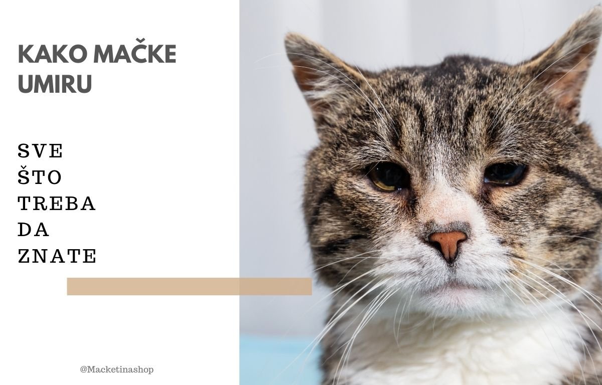 kako mačke umiru