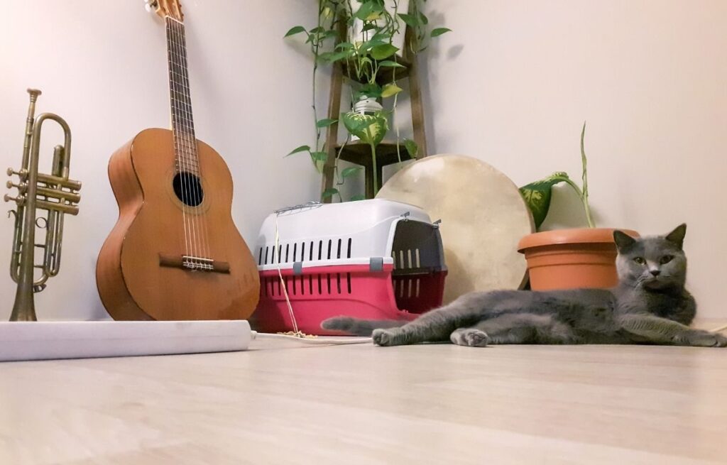Muzika za mačke