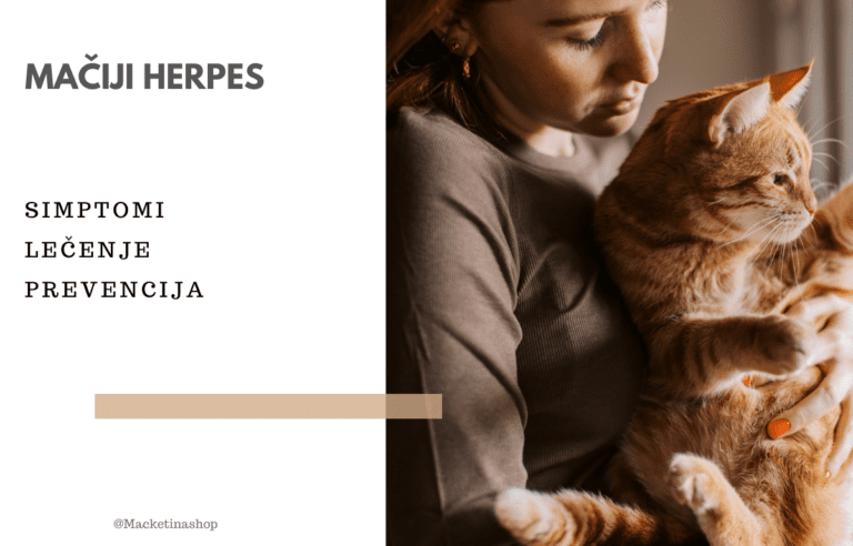 mačiji herpes