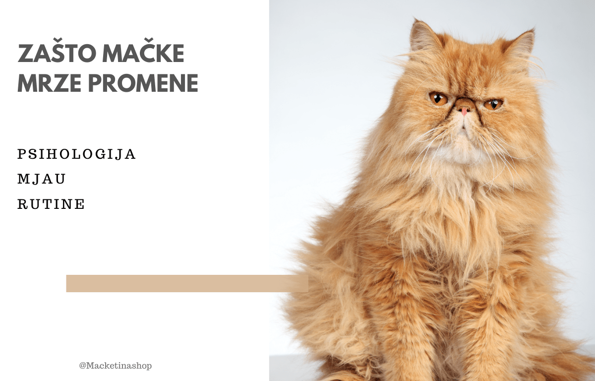 Zašto mačke mrze promene