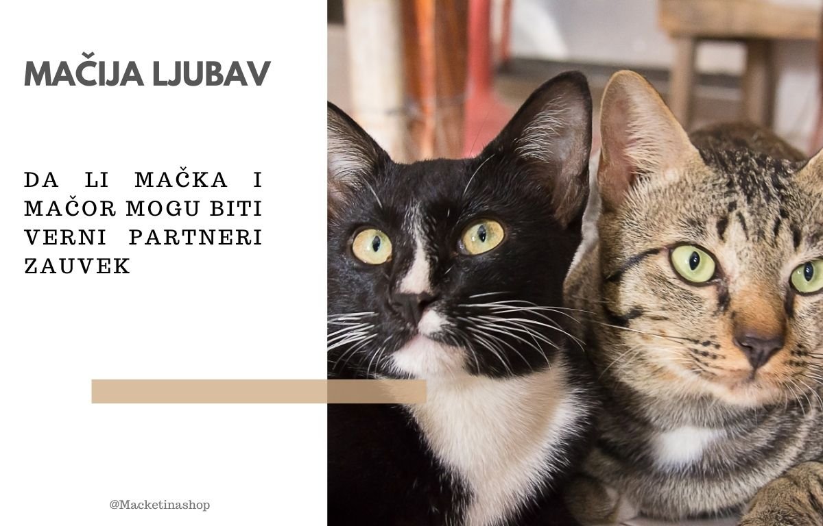 mačija ljubav