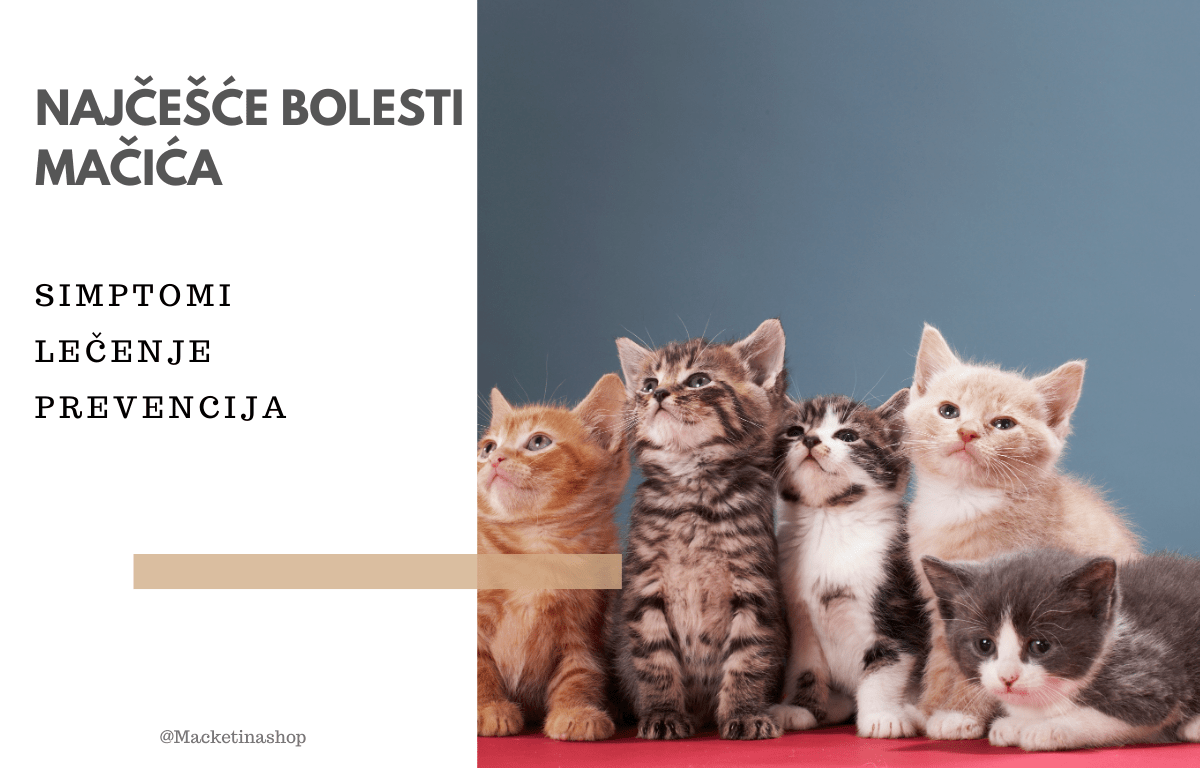 Najčešće bolesti mačića