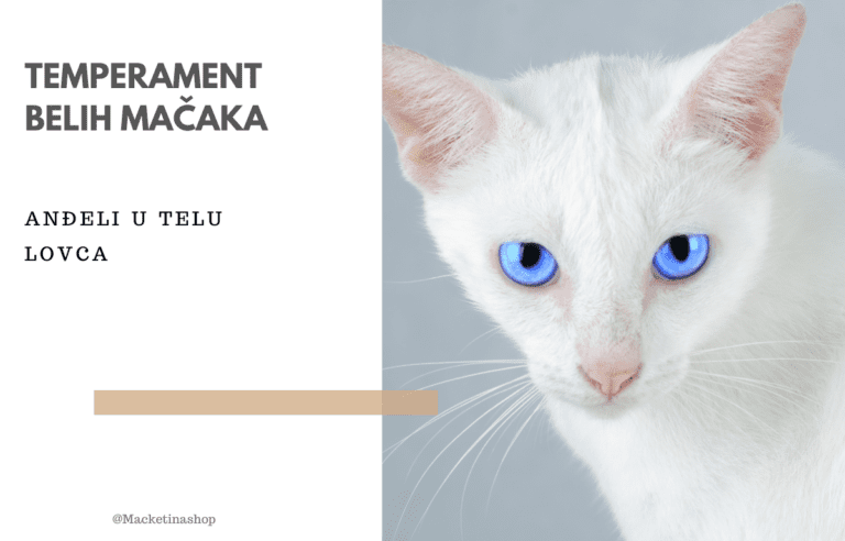 Temperament belih mačaka