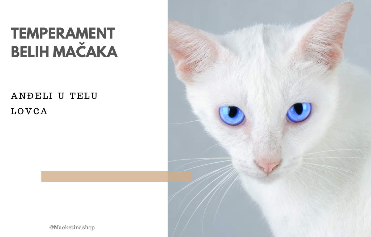 Temperament belih mačaka
