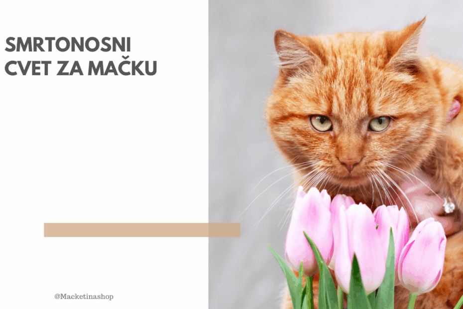 Smrtonosni Cvet Za Mačku